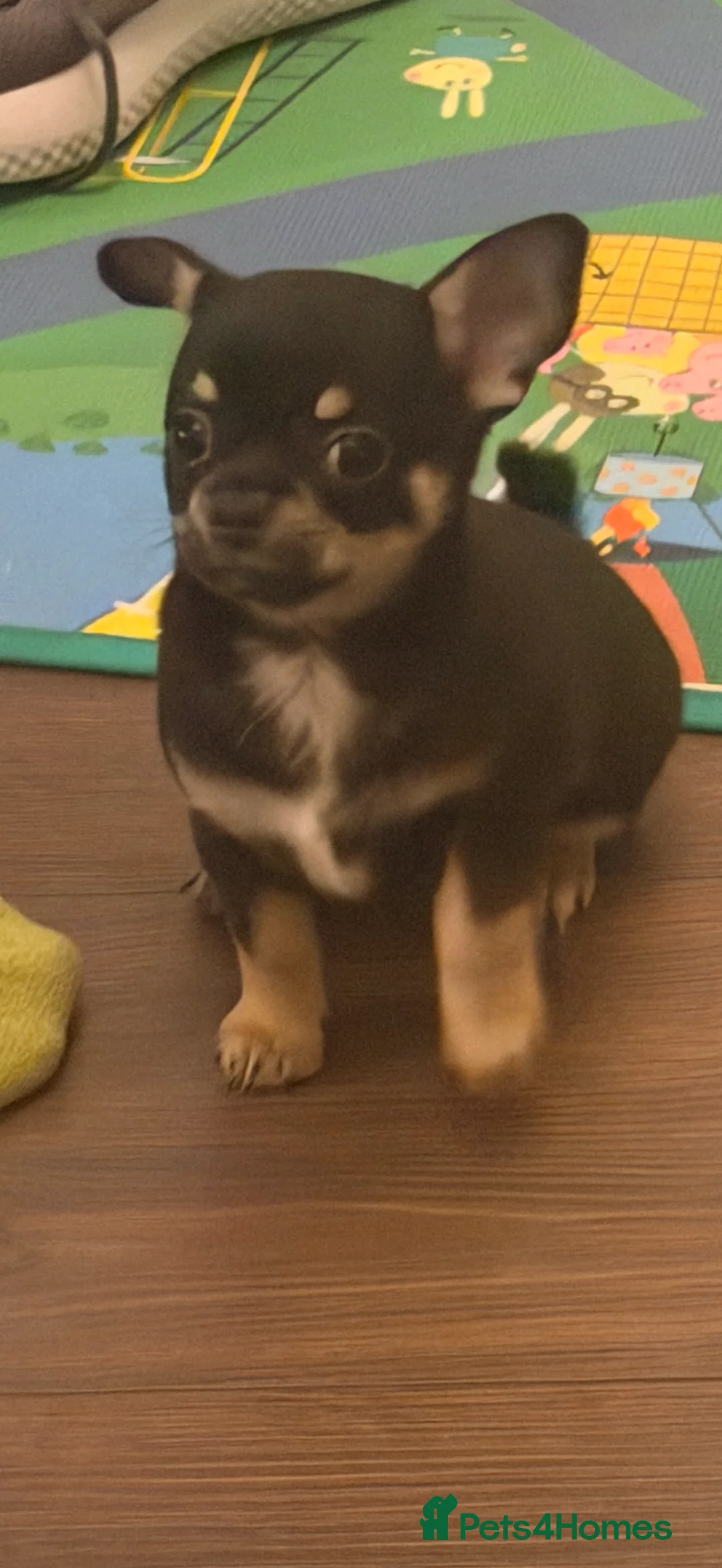 Chihuahua dogs for sale: Playful baby boy tri coloured chihuahua  - Advert 4