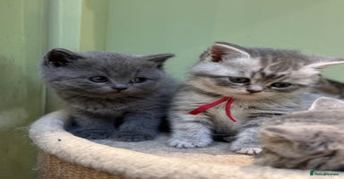 Scottish Fold cats - Advert 3