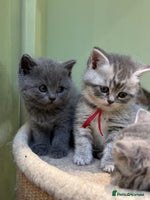 Scottish Fold cats - Advert 2