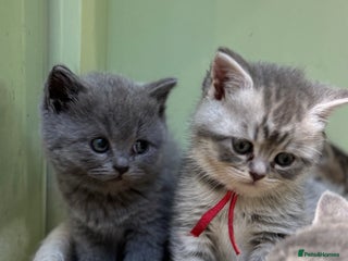 Scottish Fold cats - Advert 2