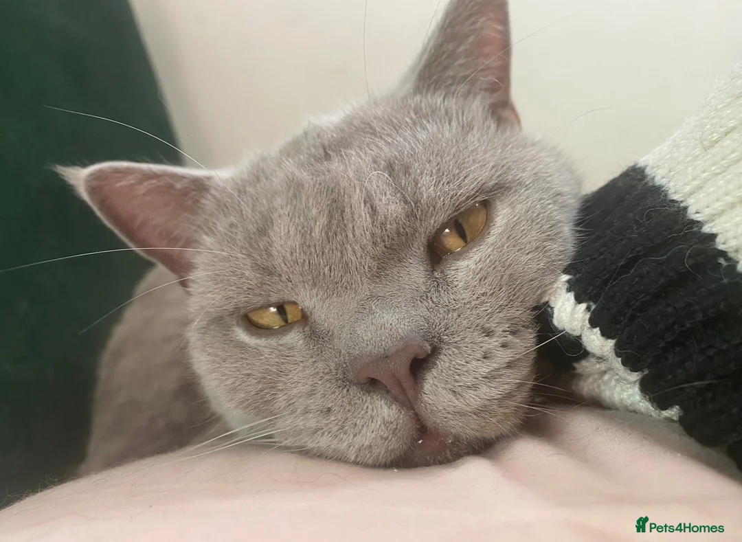 British Shorthair cats for sale: Sweet boy needs new home 🩵 in Abbots Langley - Advert 6