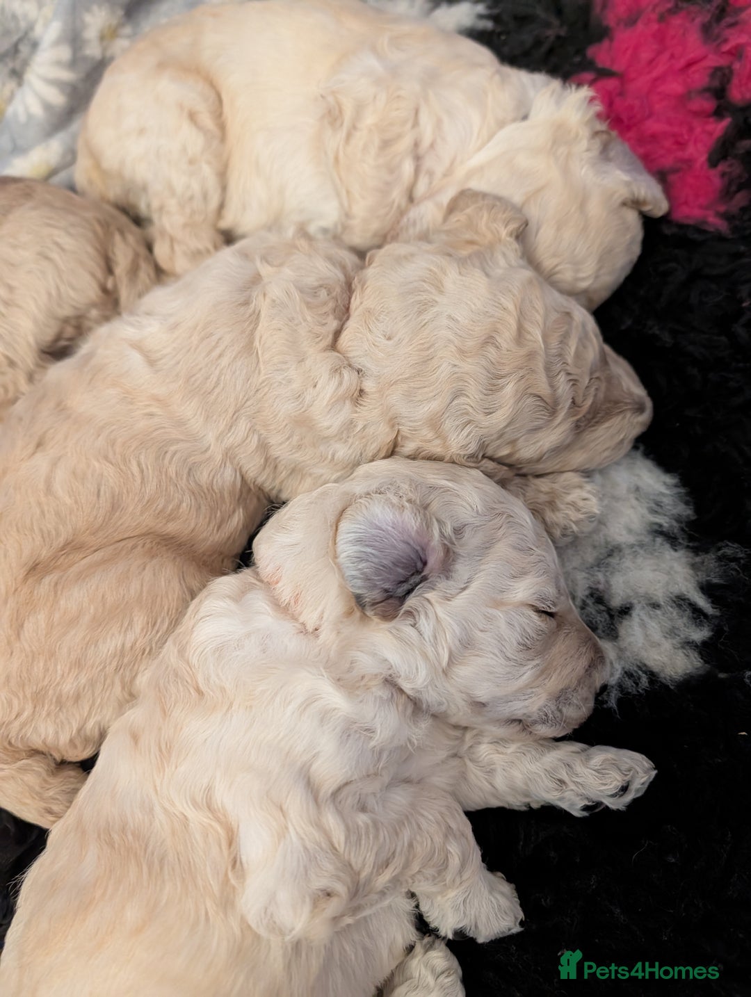 Standard Poodle dogs for sale: Standard poodles - Image 4