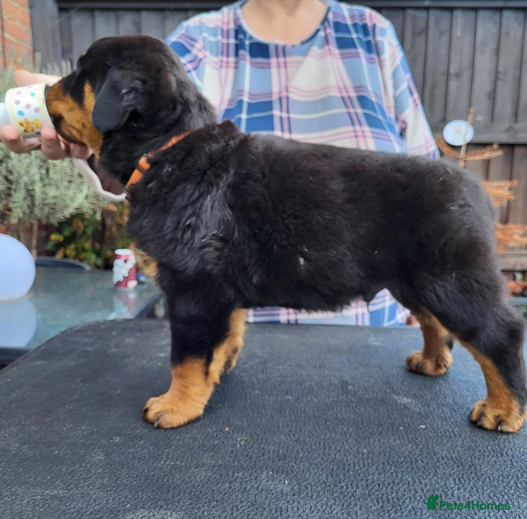 Rottweiler dogs for sale: Kc Show Quality male puppy - Advert 15