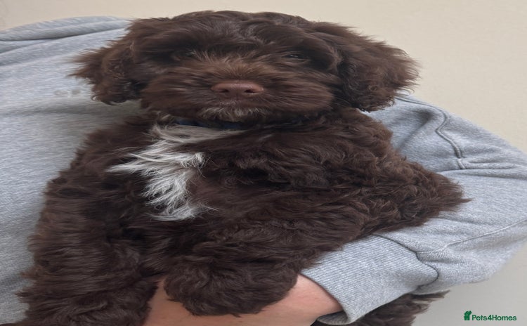Cockapoo dogs - Advert 13
