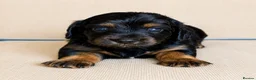 Miniature Dachshund dogs for sale: 3 stunning long haired miniature dachshunds - Advert 15