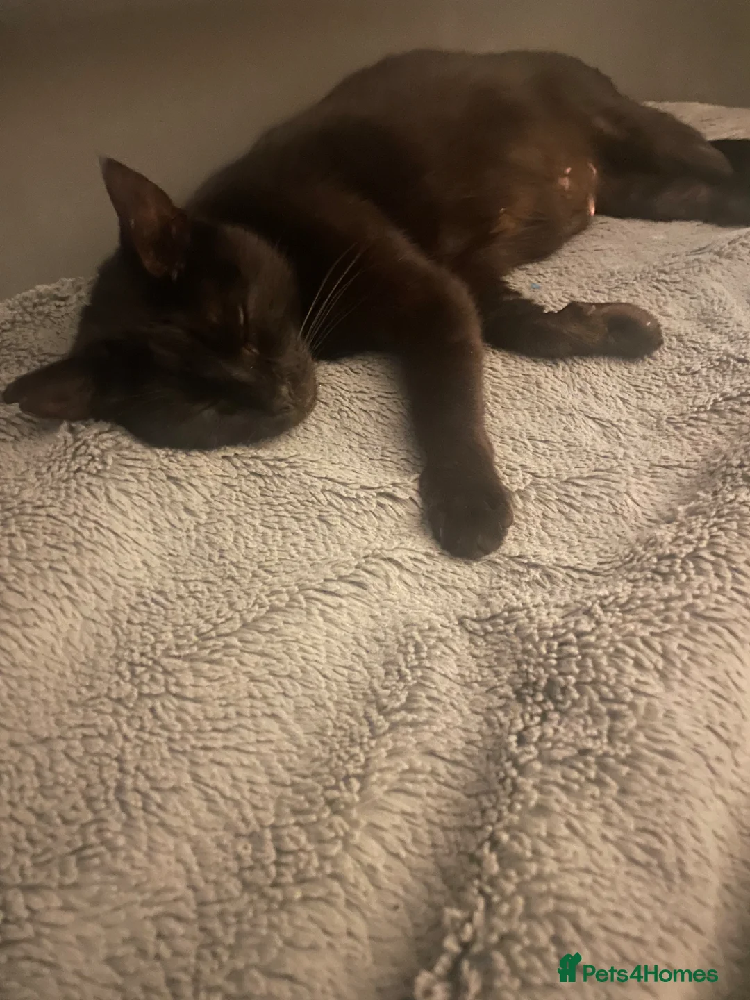 Mixed Breed cats for sale: Two black kittens - Advert 12