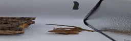 Gecko reptiles for sale: Crested and chahouas geckos - Advert 4