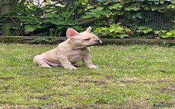 French Bulldog dogs for sale: French Bulldog puppies 3 girls and 3 boys - Image 14