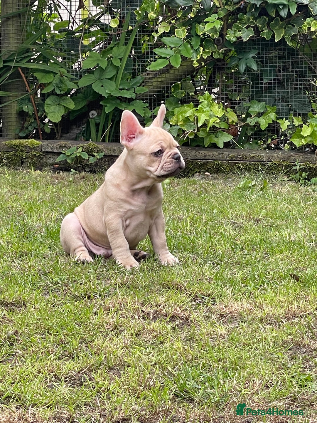 French Bulldog dogs for sale: French Bulldog puppies 3 girls and 3 boys - Image 14