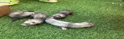 Ferret rodents for sale: Baby Ferrets  - Advert 8