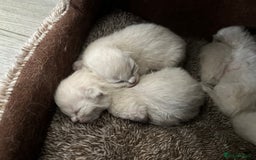 Ragdoll cats for sale: 7 Gorgeous Ragdoll Kittens - Image 6