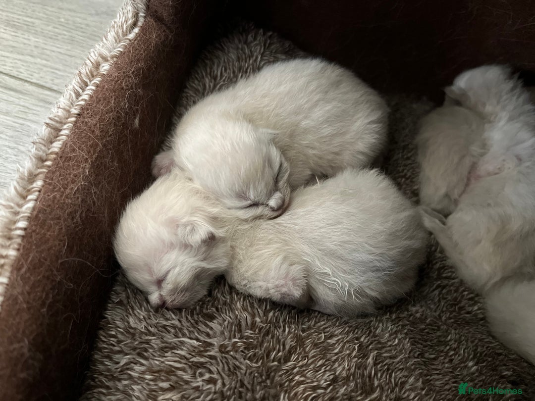 Ragdoll cats for sale: 7 Gorgeous Ragdoll Kittens - Image 6