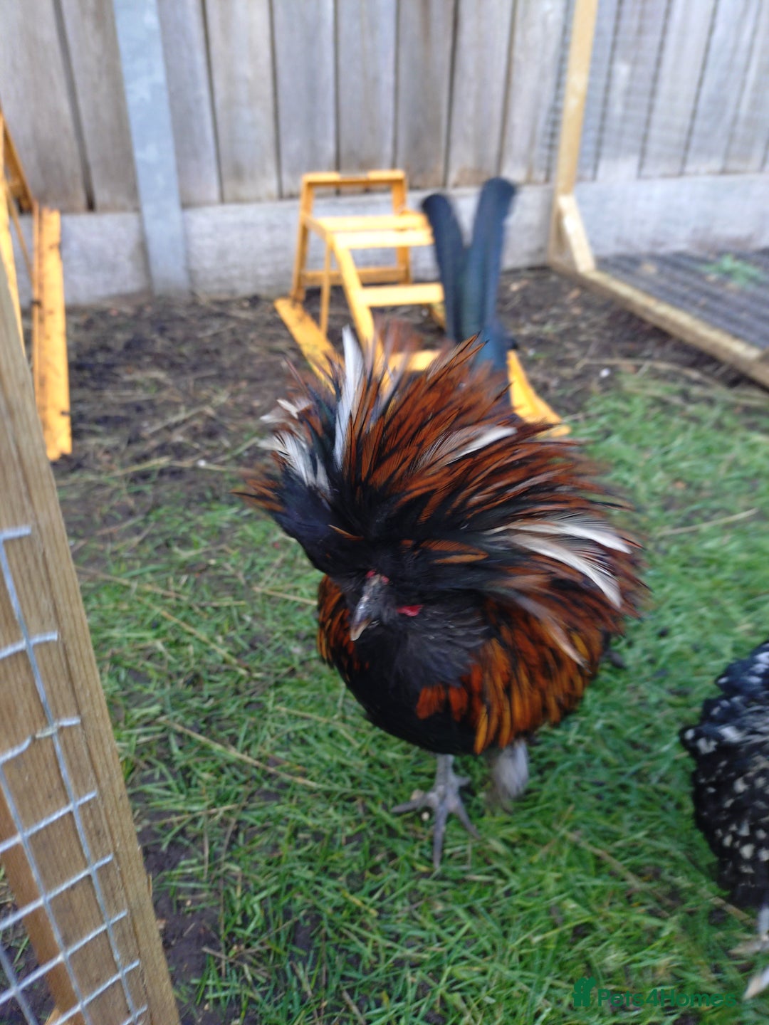 Chickens poultry for sale: Polish bantam cockerel  - Advert 1