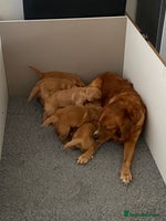 Golden Retriever dogs - Advert 1