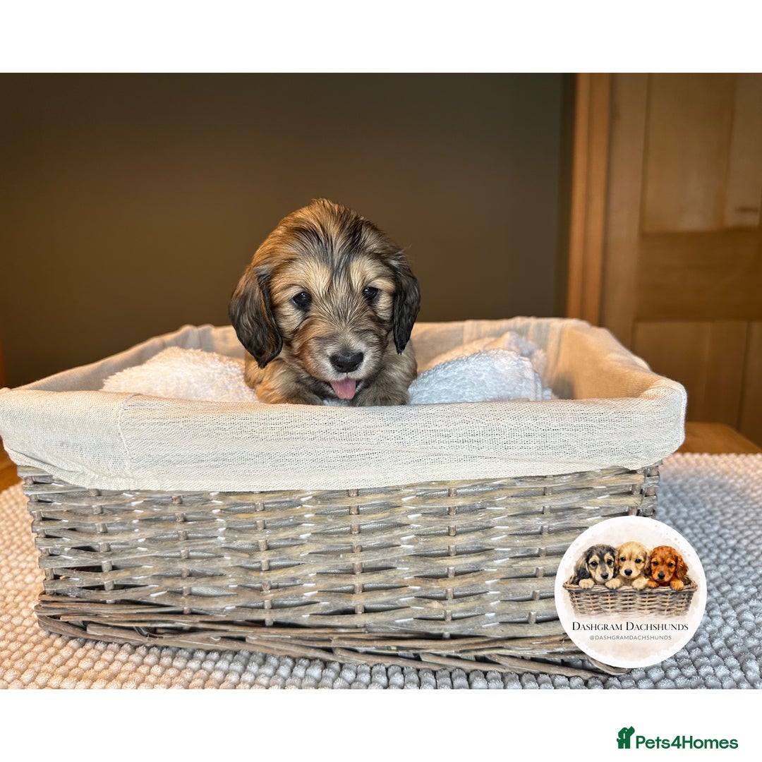 Miniature Dachshund dogs for sale: KC Long Haired Shaded Cream Miniature Dachshund - Advert 21