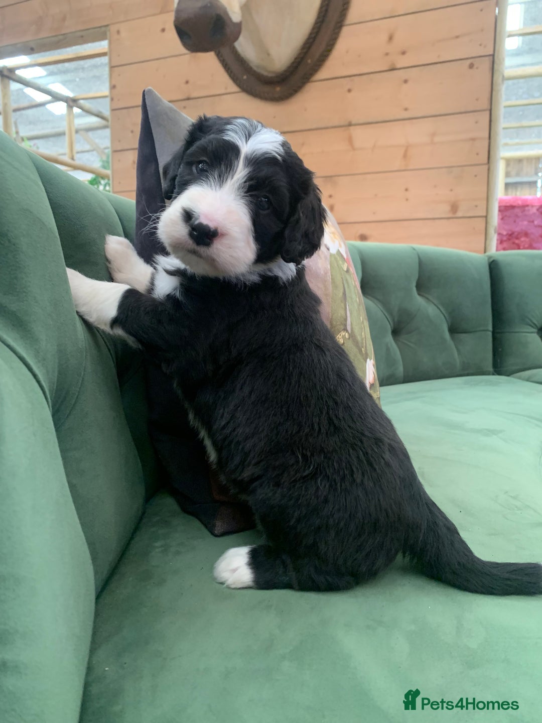 Bernedoodle dogs for sale: F1 Standard Bernedoodle Puppies LN8 - Image 23
