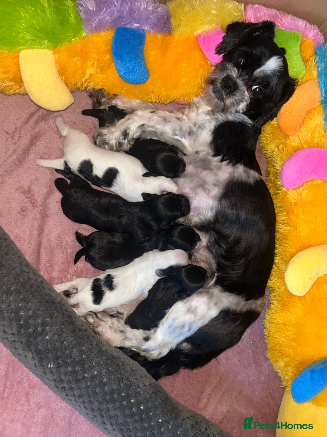Shihpoo dogs for sale: Gorgeous Toy Shihpoo puppies - Image 23