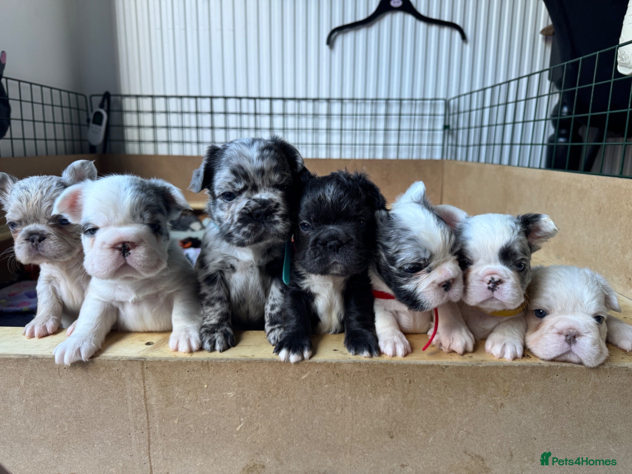 French Bulldog dogs French bulldogs all visual fluffys - Advert 1