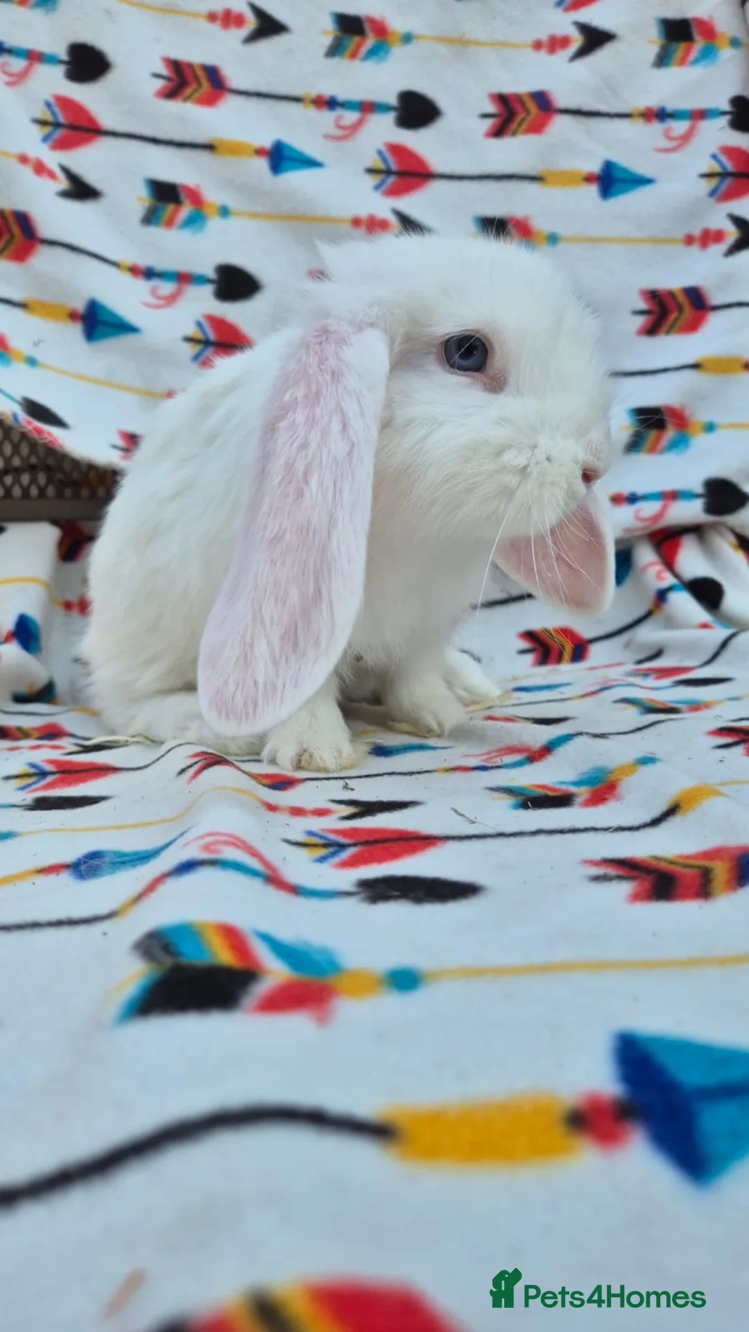 French Lop rabbits for sale: 3 left Frenchlop bucks available 15 weeks old  - Advert 4