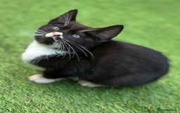 Bengal cats for sale: Gorgeous Bengal X Kittens!! Price Reduced!! - Image 36