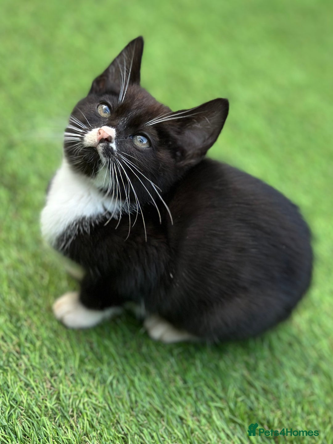 Bengal cats for sale: Gorgeous Bengal X Kittens!! Price Reduced!! - Image 36