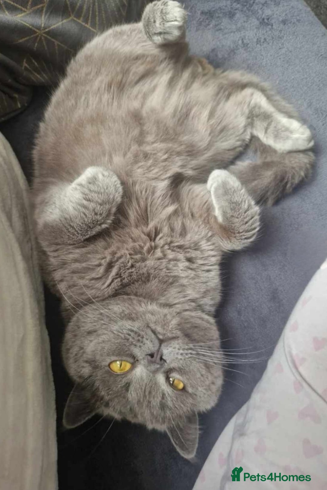 British Shorthair cats for sale: Gimli 2 yr Male BSH cross  - Advert 5