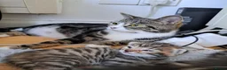 Mixed Breed cats for sale: 4 beautiful kittens looking for loving homes 🐾 - Advert 13