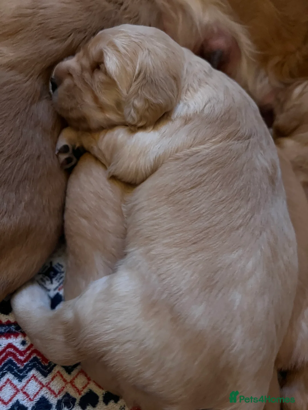 Golden Retriever dogs for stud: PROVEN & HEALTH TESTED Dark Red KC Retriever Stud - Advert 22
