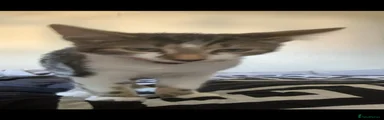 Tabby