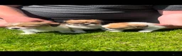 Mixed Breed dogs for sale: Shih Tzu cross chihuahua puppies  - Advert 7