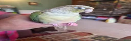 Conures birds for sale:  Hand readed Mooncheek Conure with Full Setup  in Montacute - Advert 24