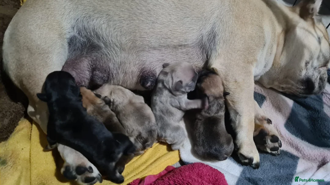 French Bulldog dogs for stud: French Bulldog Stud in Abertillery - Advert 13