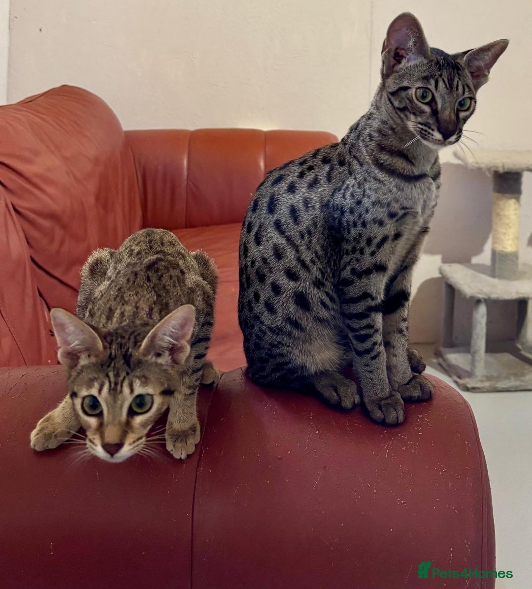 Savannah cats for sale: F7 brown & charcoal spotted savannah kittens - Image 1