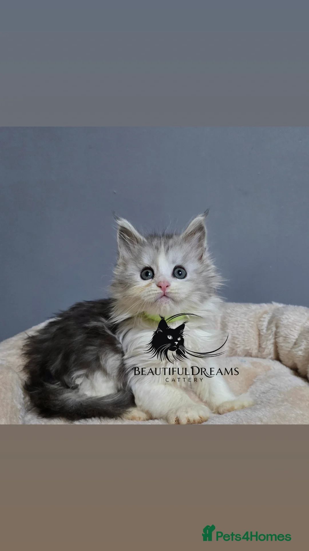 Maine Coon cats Last Girl Polydactyl  Maine Coon TICA - Advert 17