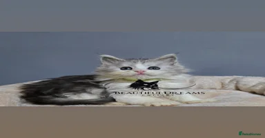 Maine Coon cats Polydactyl Kittens Maine Coon TICA - Advert 15