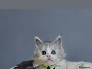 Maine Coon cats Last Girl Polydactyl Maine Coon TICA - Advert 2