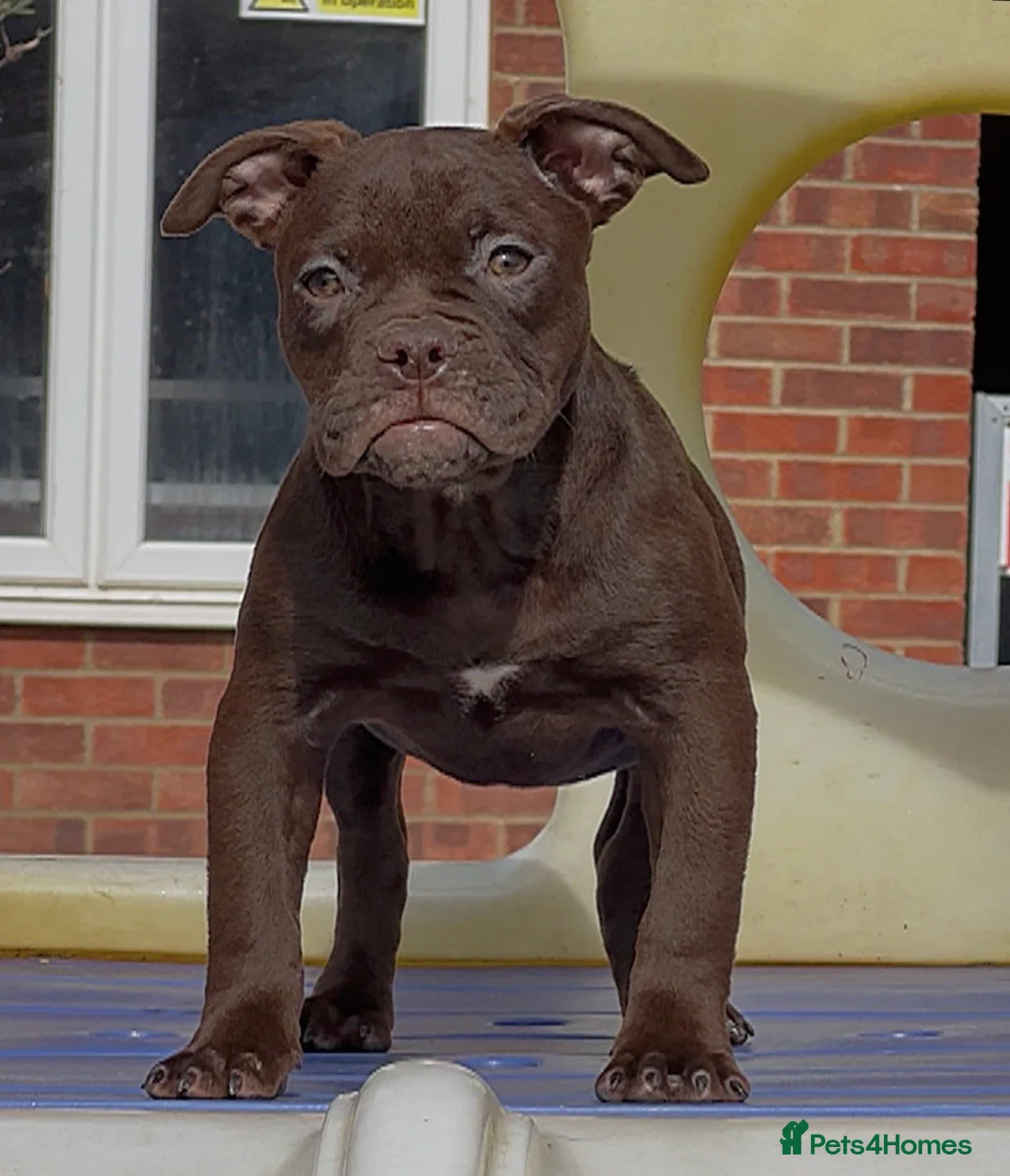 Olde English Bulldogge dogs for sale: 23 years Professionals 5⭐️Rated Licensed.  - Advert 2