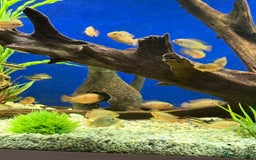 Cichlids fish for sale: Jewel cichlids for sale - Image 2