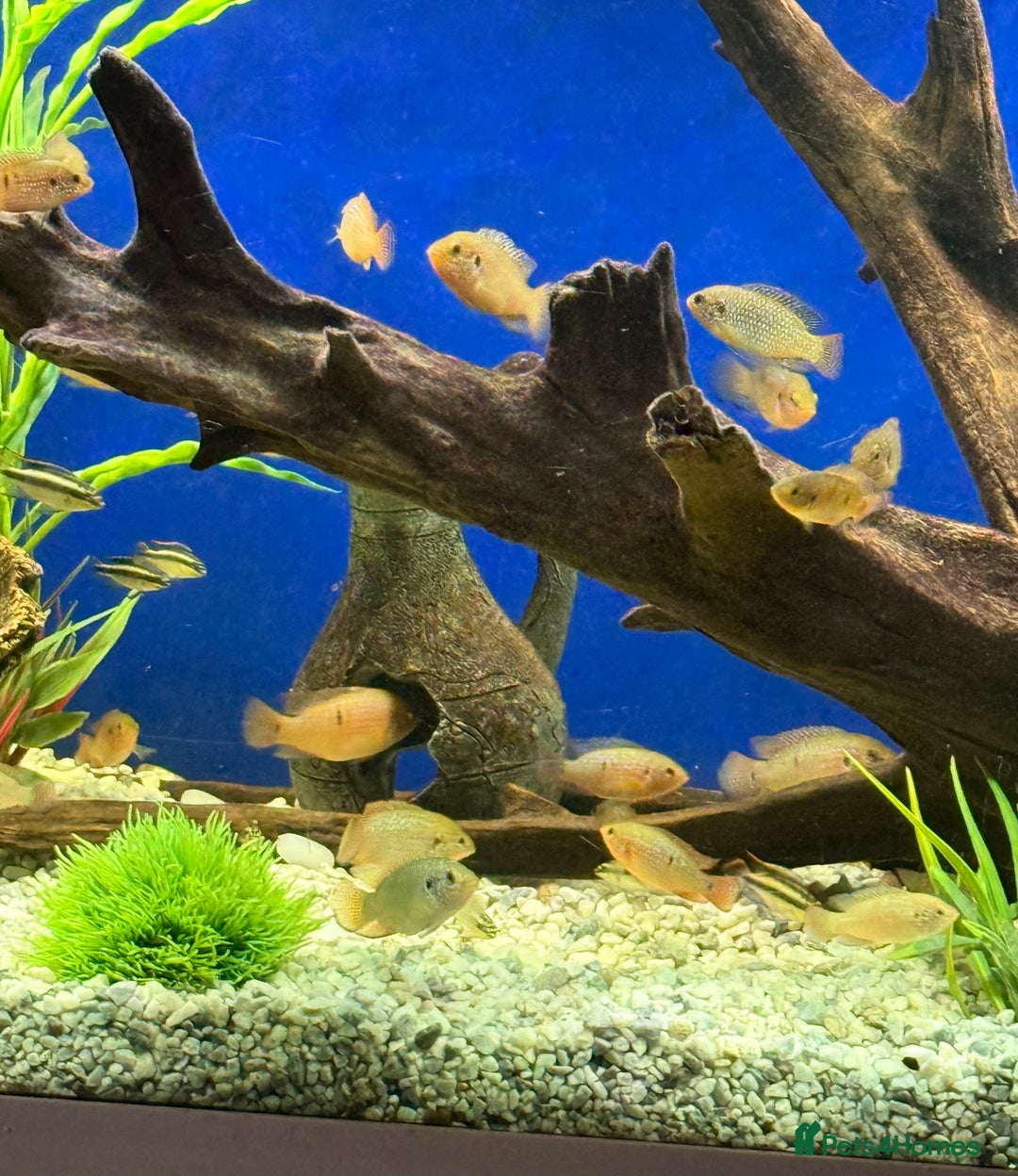 Cichlids fish for sale: Jewel cichlids for sale - Image 2