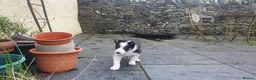 Border Collie dogs for sale: Gorgeous Border Collie Puppy - Advert 3
