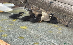 Ducks poultry for sale: Mixed khaki Campbell/ Cayuga ducklings  - Image 2