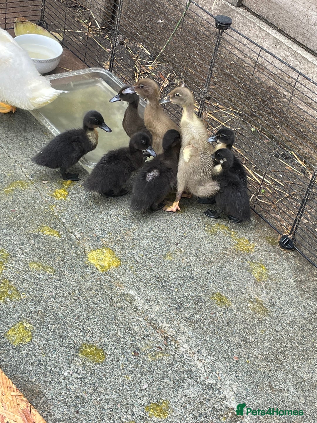 Ducks poultry for sale: Mixed khaki Campbell/ Cayuga ducklings  - Image 2