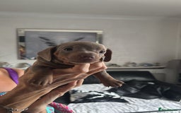 Miniature Dachshund dogs for sale:  Beautiful cute Miniatures dachshund  in Liverpool - Image 30