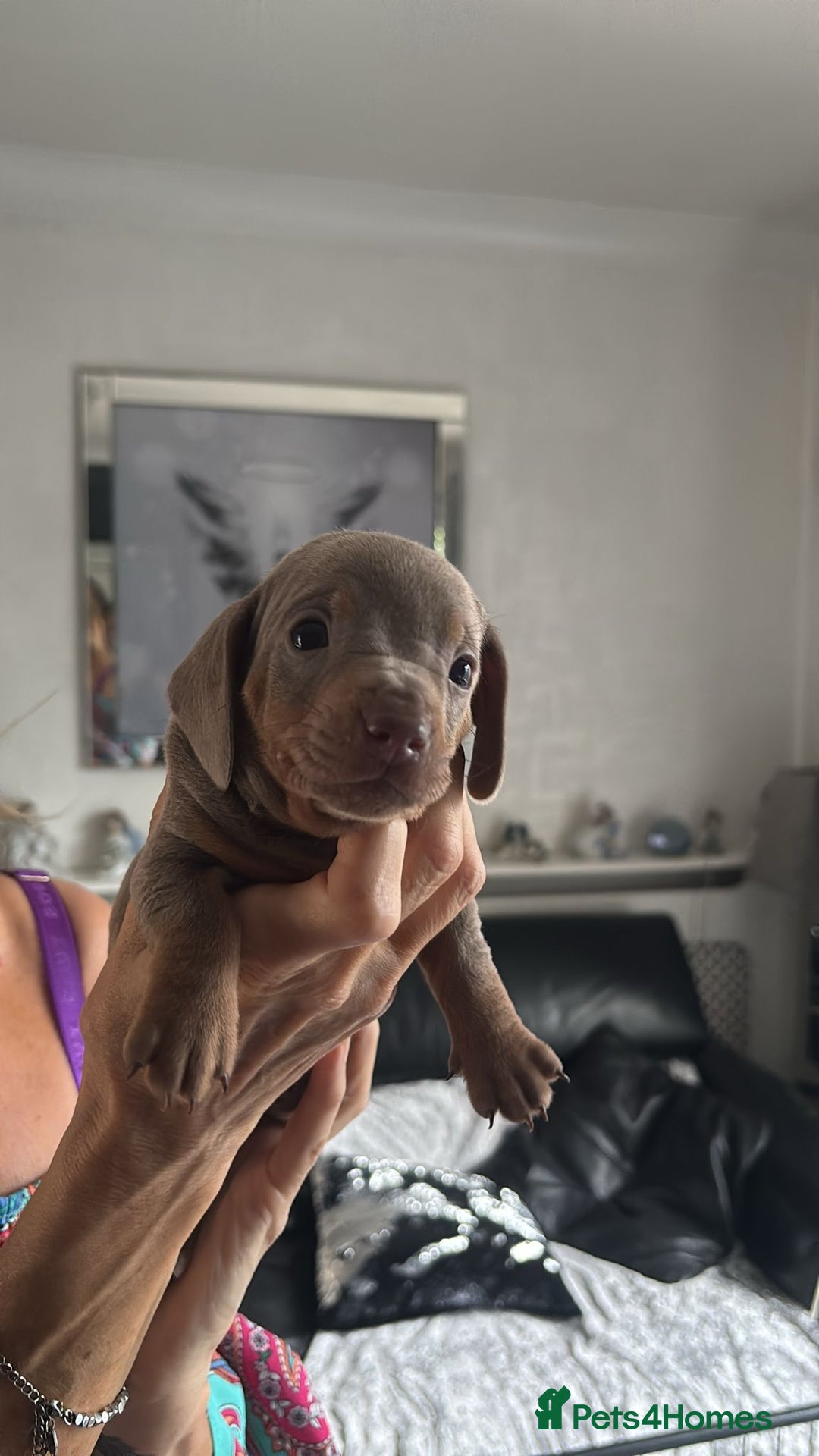 Miniature Dachshund dogs for sale:  Beautiful cute Miniatures dachshund  in Liverpool - Image 30