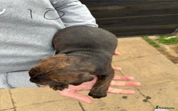 Mixed Breed dogs for sale: Outstanding quality pups  - Image 15