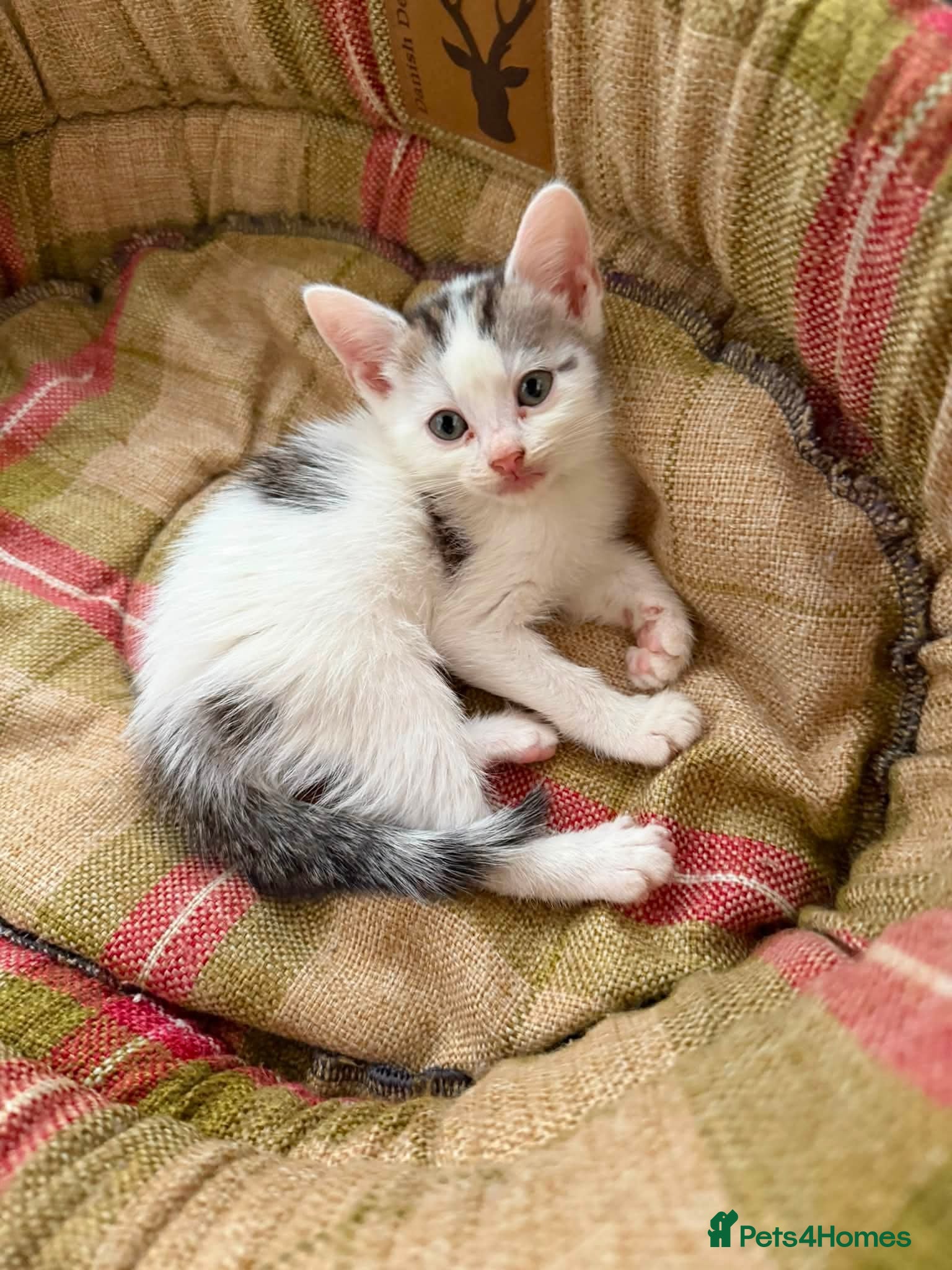 Mixed Breed cats READY NOW Bengal cross kittens  - Advert 16