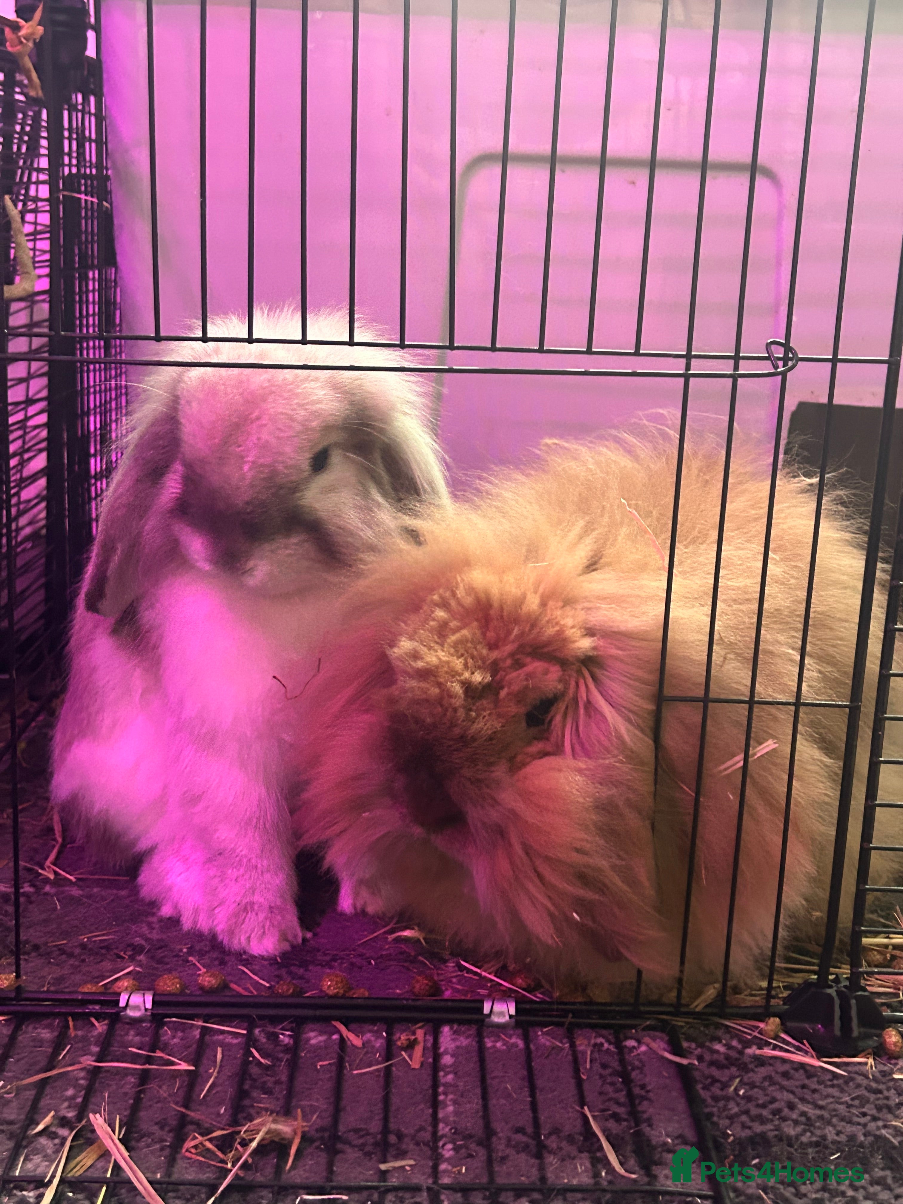 Lionhead rabbits Neutered lionhead lop rabbits - Advert 3