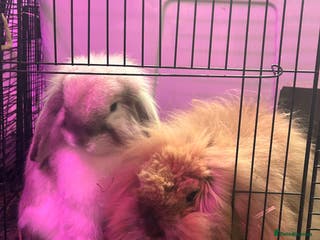 Lionhead rabbits Neutered lionhead lop rabbits - Advert 5