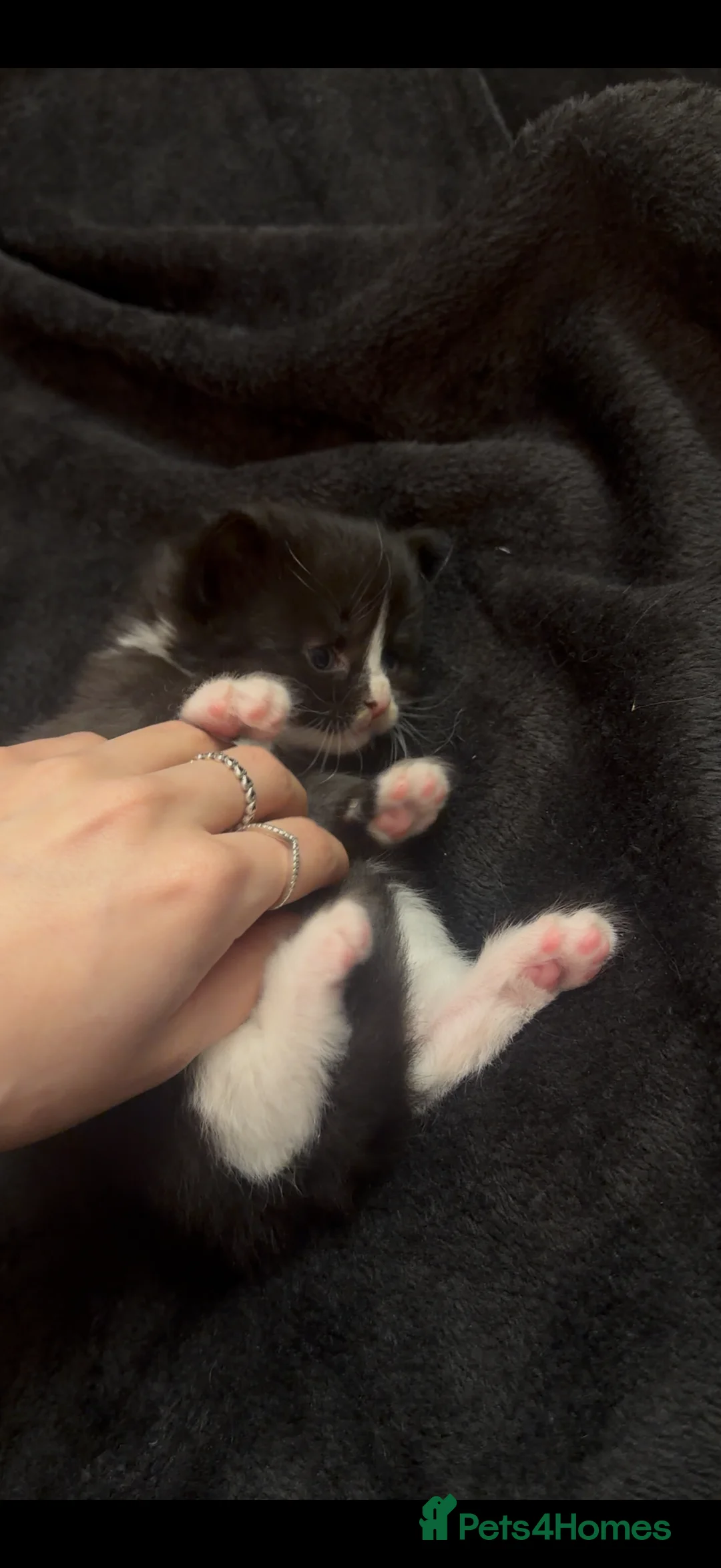 Maine Coon cats for sale: Maine Coon X Kittens - Advert 11