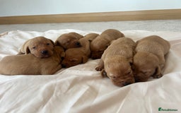 Labrador Retriever dogs for sale: Fox red Labrador puppies - Image 3
